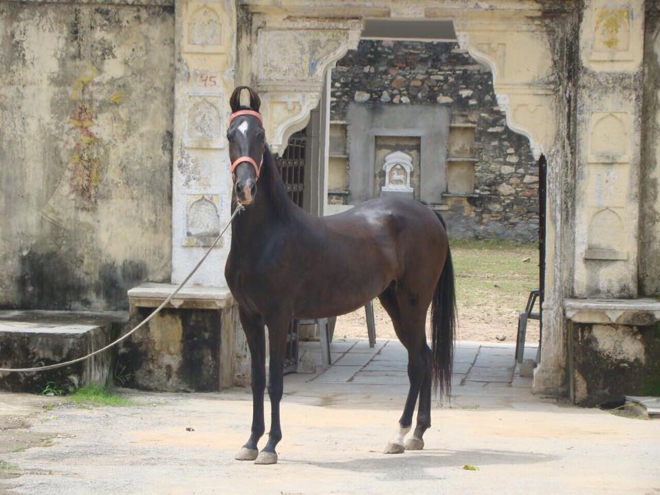 Marwari Horse